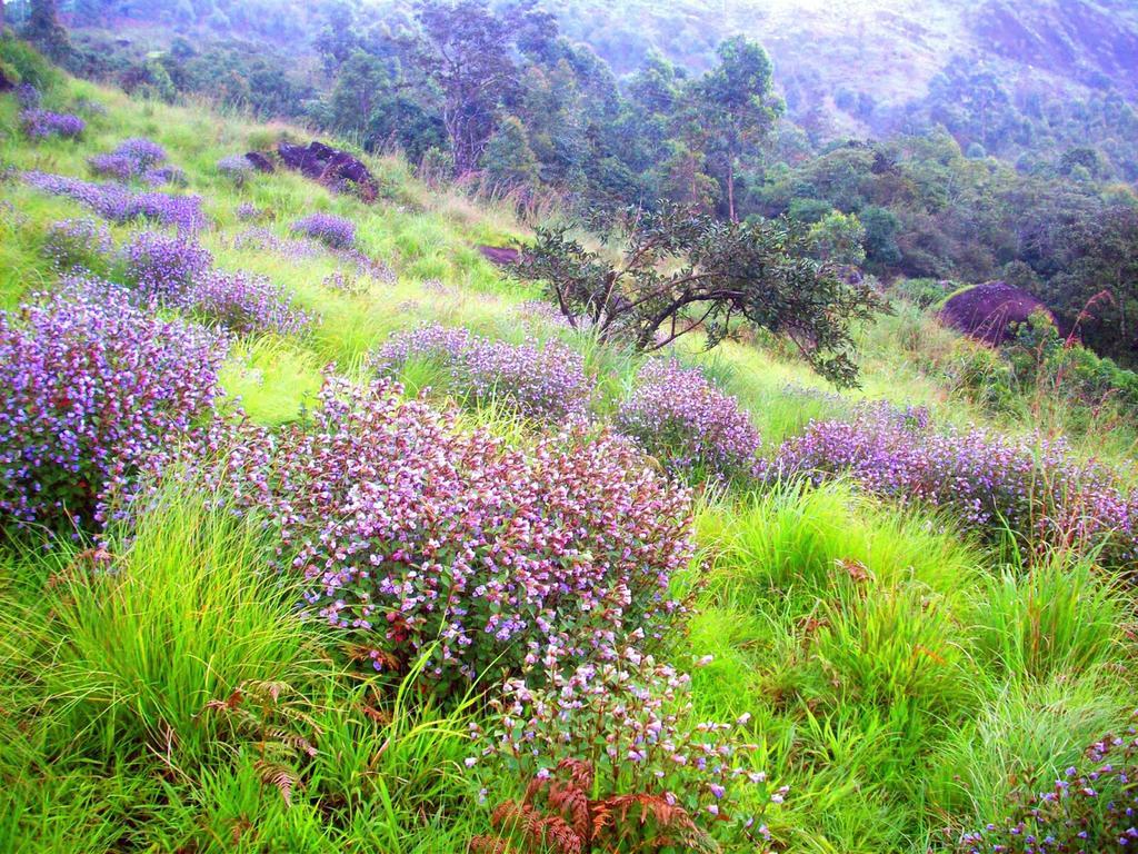 Elysium Garden Hotel Munnar Kültér fotó